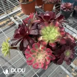 Aeonium Grafted NO.5
