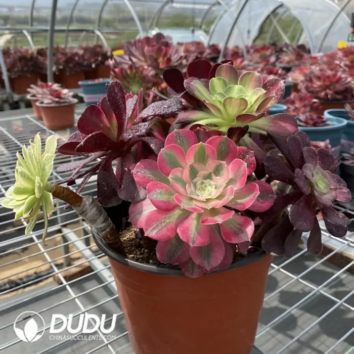 Aeonium Grafted NO.5 - Image 2