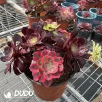 Aeonium Grafted NO.5 - Image 3