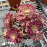 Aeonium Grafted NO.7