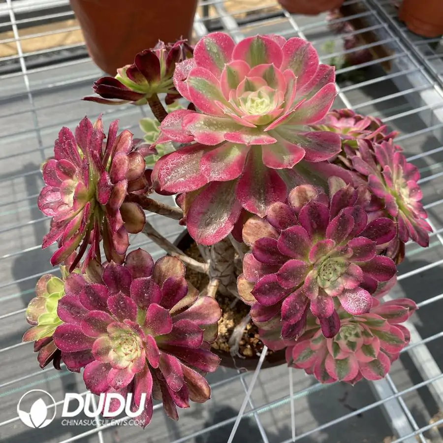 1745217707-e201.webp Aeonium Grafted NO.7 - Image 1