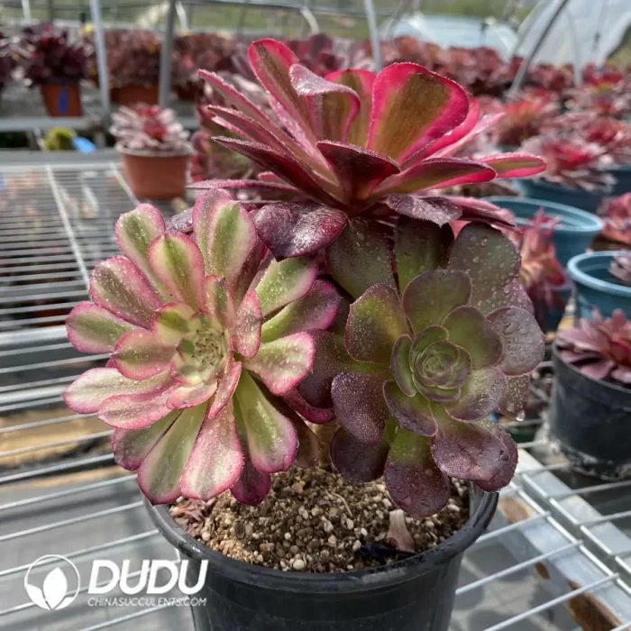 Aeonium Grafted NO.8 - Image 2