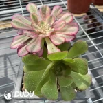Aeonium Grafted NO.9