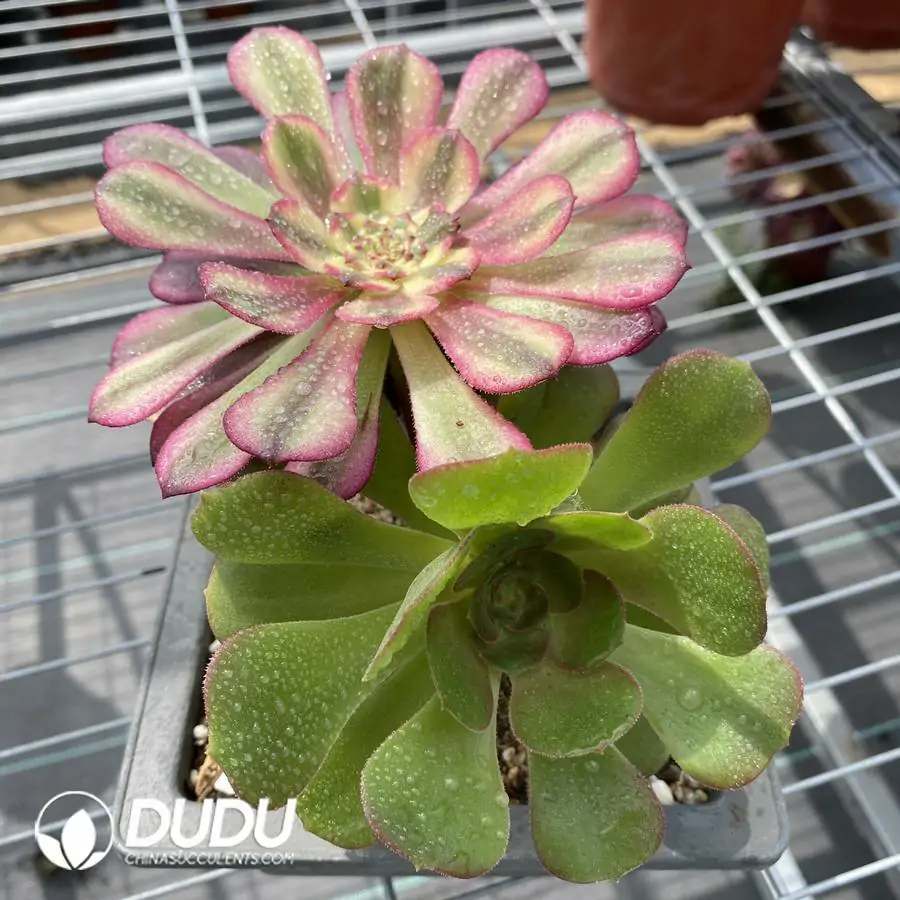 1745217725-e201.webp Aeonium Grafted NO.9 - Image 1