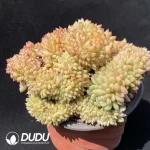 Echeveria Fendi Cristata - Image 2