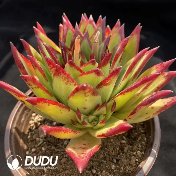 Echeveria Lipsticks - Image 2