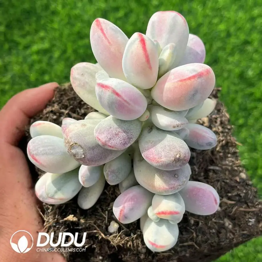 1745220809-e-1.webp Cotyledon Orbiculata cv. Variegated - Image 1