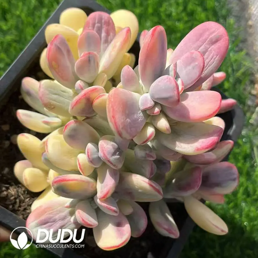 1745400053-e201.webp Cotyledon Orbiculata cv Variegated Clustering - Image 1