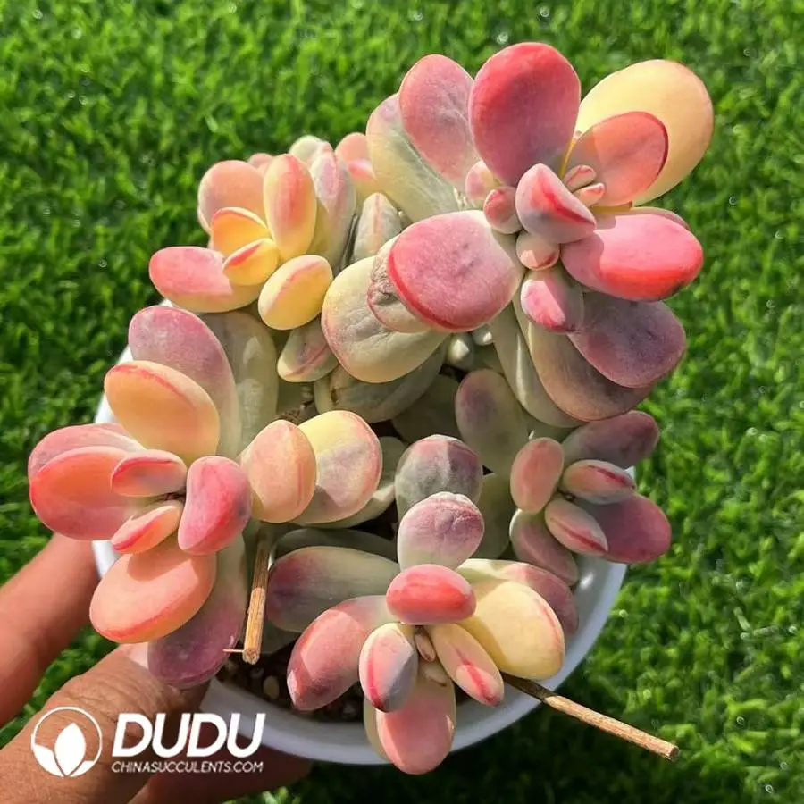 1745400057-e201.webp Cotyledon Orbiculata cv Variegated Clustering - Image 1