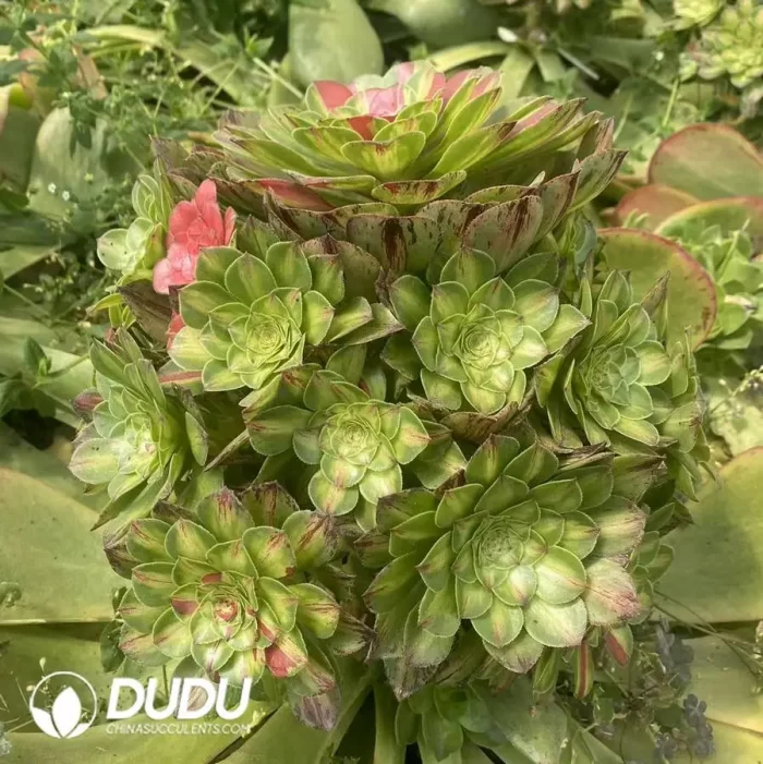 300MM Aeonium Zhifou Cluster - Image 2