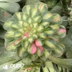 200MM Aeonium Zhifou Cluster