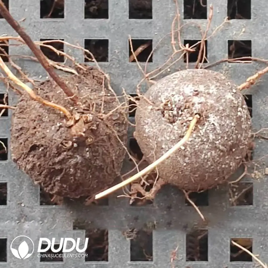 1745400525-e201.webp Dioscorea elephantipes (L'Hér.) Engl. - Image 1