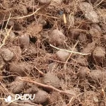 Dioscorea elephantipes (L'Hér.) Engl. - Image 2