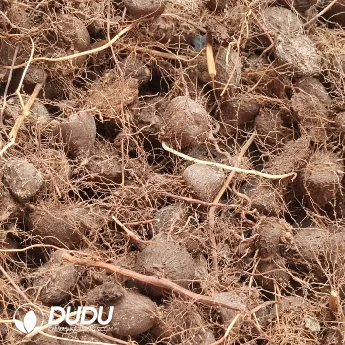 Dioscorea elephantipes (L'Hér.) Engl. - Image 2