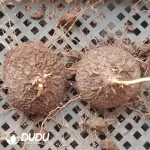 Dioscorea Mexicana Scheidw