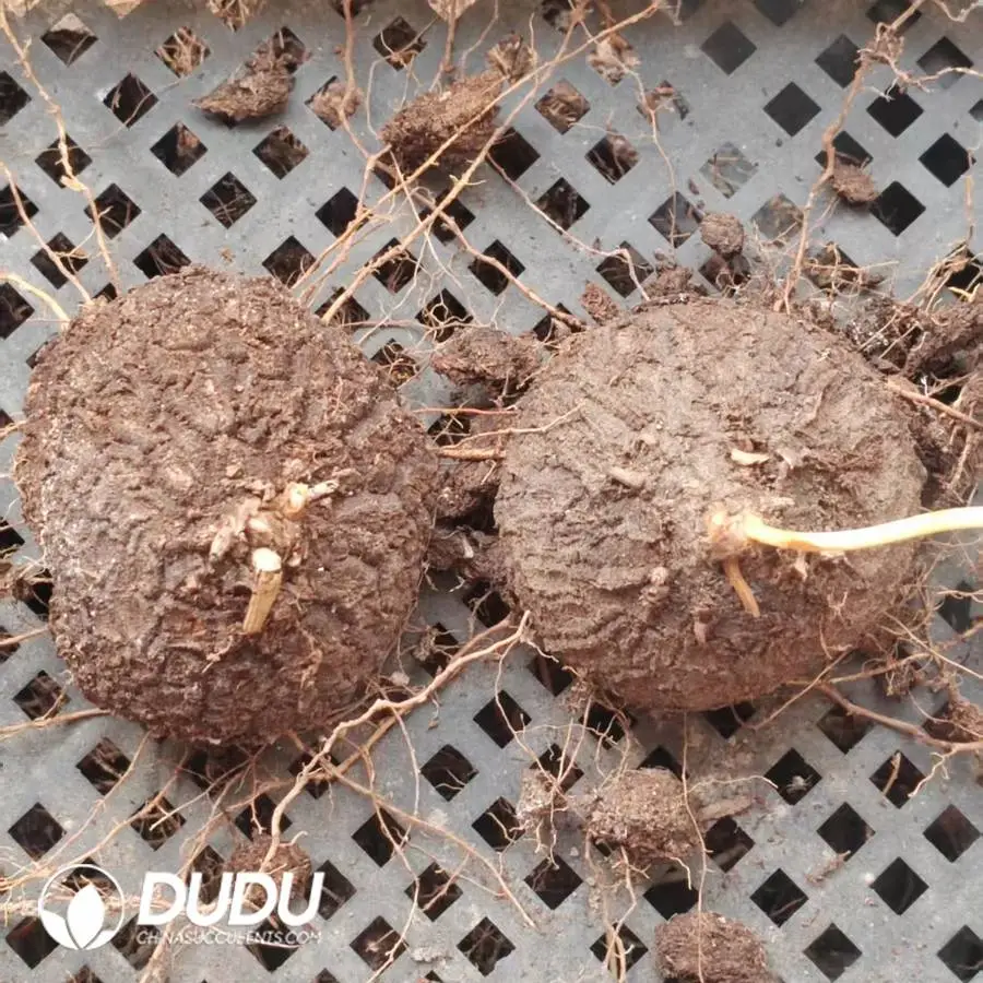 1745400529-e201.webp Dioscorea Mexicana Scheidw - Image 1