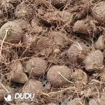 Dioscorea Mexicana Scheidw - Image 2