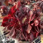 Aeonium Caput-Medusae Variegated Cristata