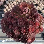 Aeonium Red Devil Variegated Cluster