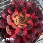 Aeonium fireworks