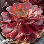 Aeonium fireworks - Image 2
