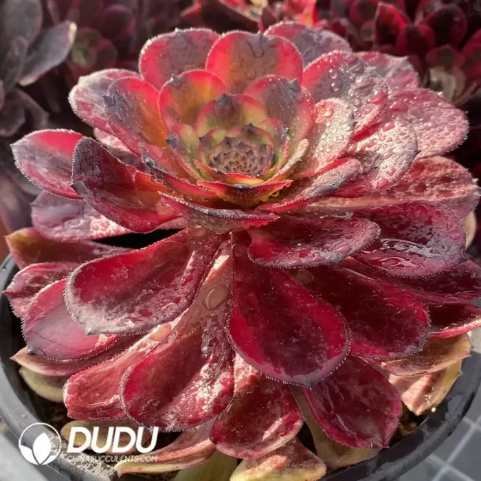 Aeonium fireworks - Image 2