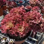 Aeonium Athena Cristata