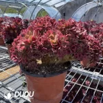 Aeonium Athena Cristata - Image 2
