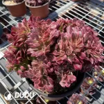 Aeonium Black King Kong Cristata