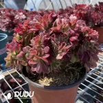 Aeonium Black King Kong Cristata - Image 2