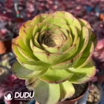 Aeonium Black Swan - Image 2