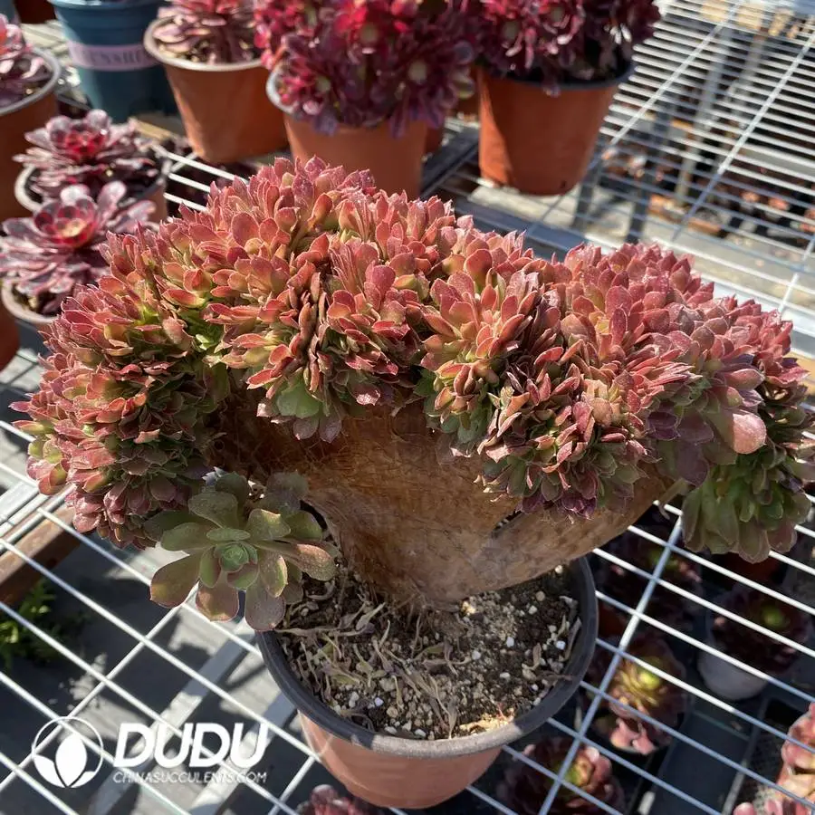 1745472001-e201.webp Agave White Ice - Image 1