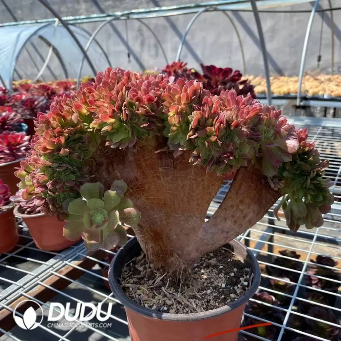 Agave White Ice - Image 2