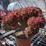 Agave White Ice - Image 3