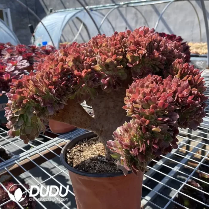 Agave White Ice - Image 3