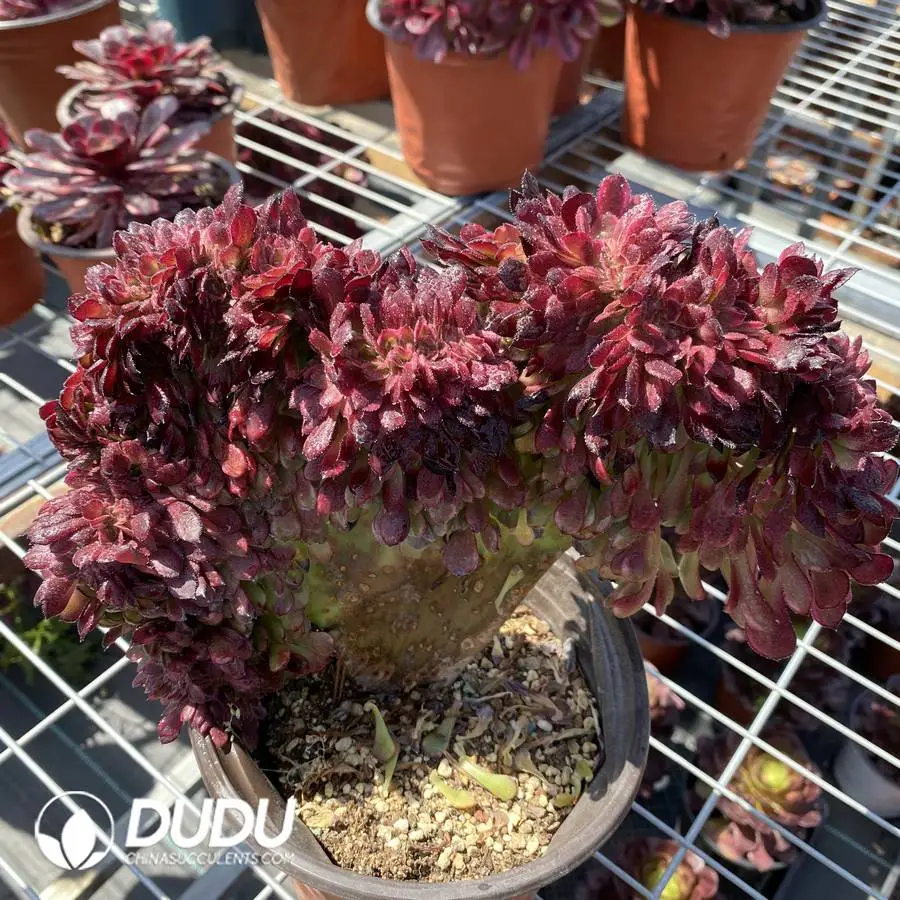1745472013-e201.webp Aeonium Arboreum Atropurpureum - Image 1