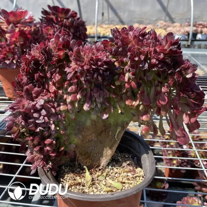 Aeonium Arboreum Atropurpureum - Image 2