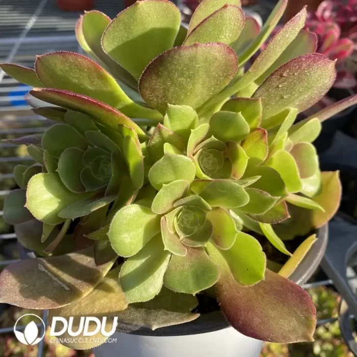 Aeonium Blushing Beauty - Image 2