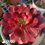 Aeonium Chanel