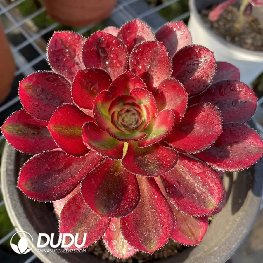 1745472037-e201.webp Aeonium Chanel - Image 1