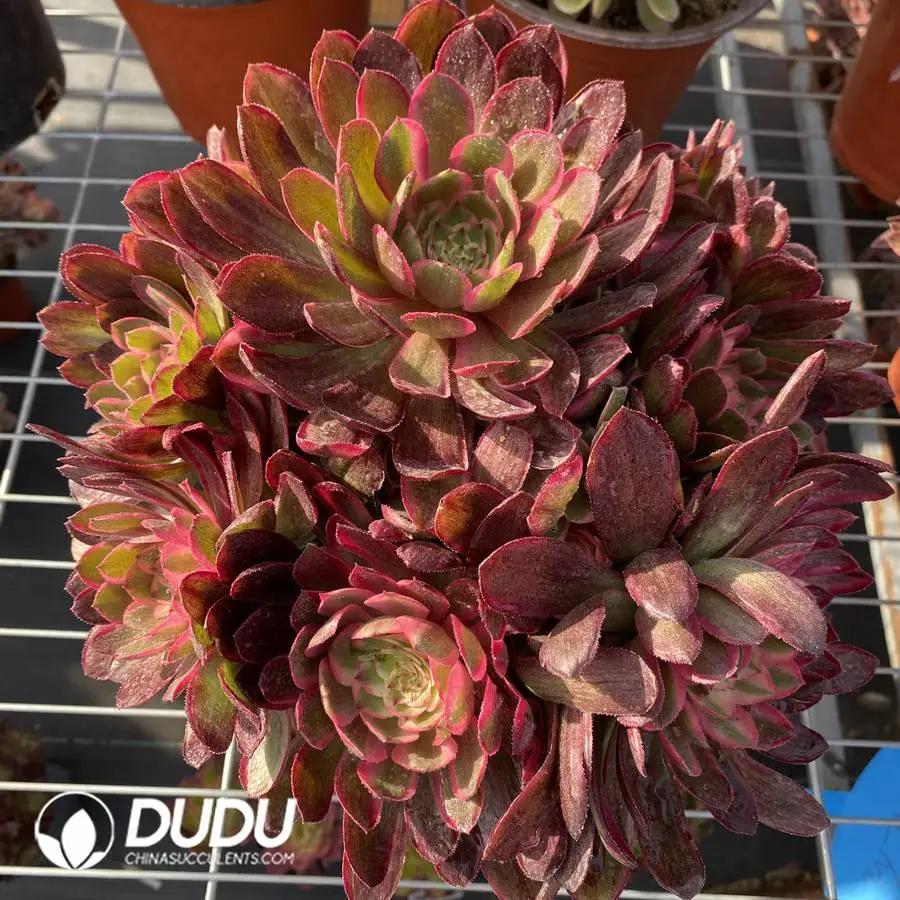 1745472124-e201.webp Aeonium Black Devil Variegated Clustering - Image 1