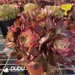 Aeonium Black Devil Variegated Clustering - Image 2