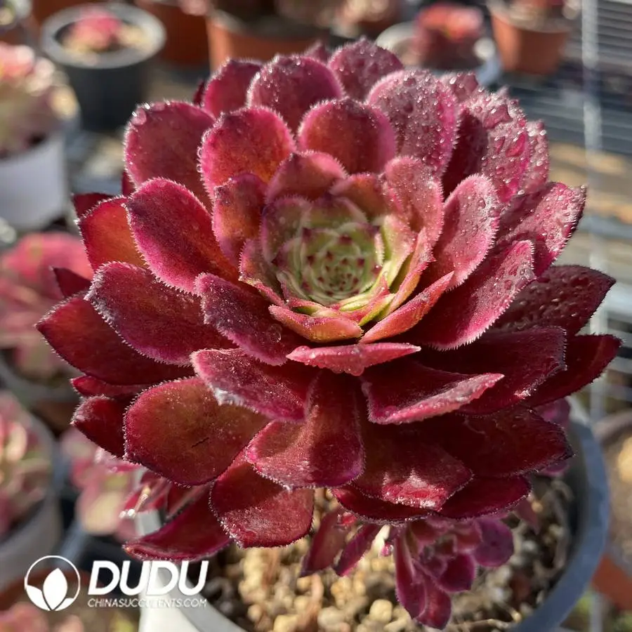 1745472130-e201.webp Aeonium Stars - Image 1