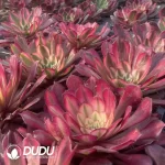 Aeonium Garnet of White Variegated Seedling - Image 2