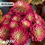 Aeonium Garnet of White Variegated Seedling - Image 3