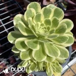 Aeonium Canary Clustering