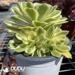 Aeonium Canary Clustering - Image 2