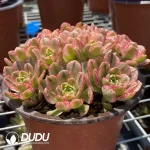 160MM Aeonium Sweet Tea Clustering - Image 2