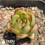 Echeveria  agavoides 'Torchlight'