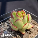 Echeveria  agavoides 'Torchlight' - Image 2